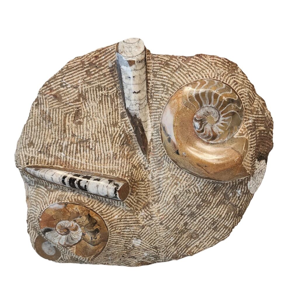 Polished Ammonite & Orthoceras Mollusk Fossil Stone Plate Slab 12"x10"